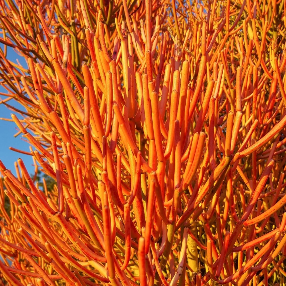 Euphorbia Tirucalli/ Fire Stick (Sticks on Fire/Red Pencil Cactus) Plant - Image 8
