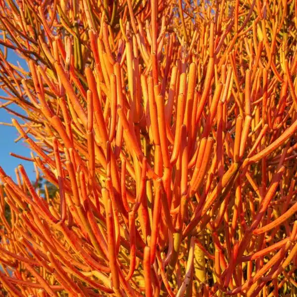 Euphorbia Tirucalli/ Fire Stick (Sticks on Fire/Red Pencil Cactus) Plant - Image 6