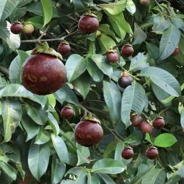 Mangosteen (Garcinia Mangostana) Live Fruit Plants - Image 4