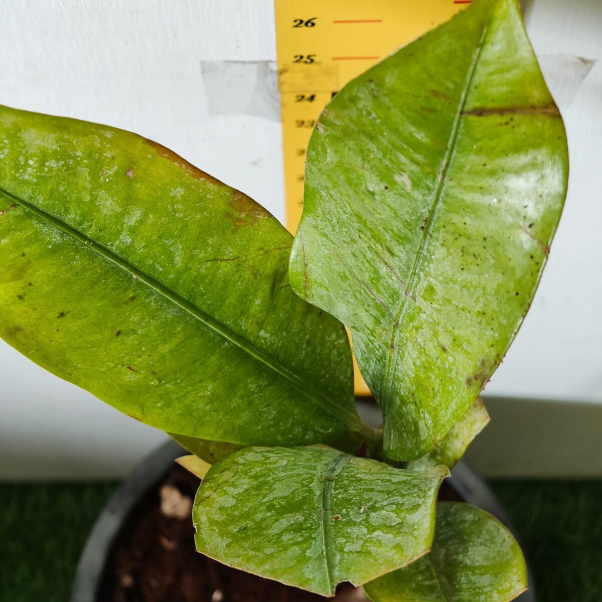 Mangosteen (Garcinia Mangostana) Live Fruit Plants - Image 8