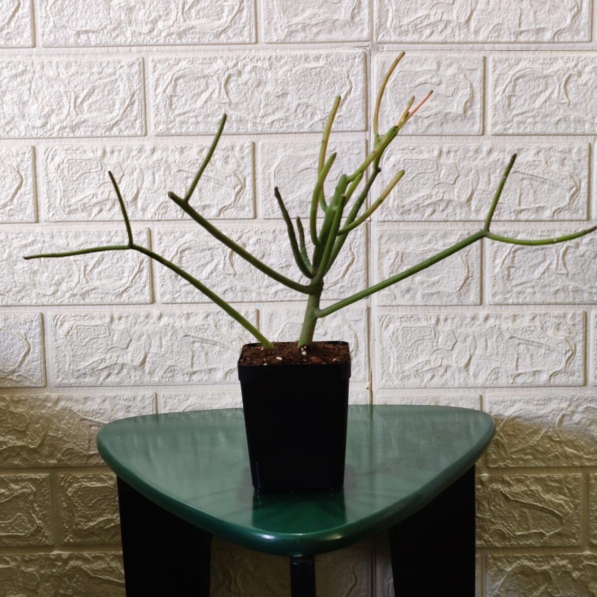 Euphorbia Tirucalli/ Fire Stick (Sticks on Fire/Red Pencil Cactus) Plant - Image 3
