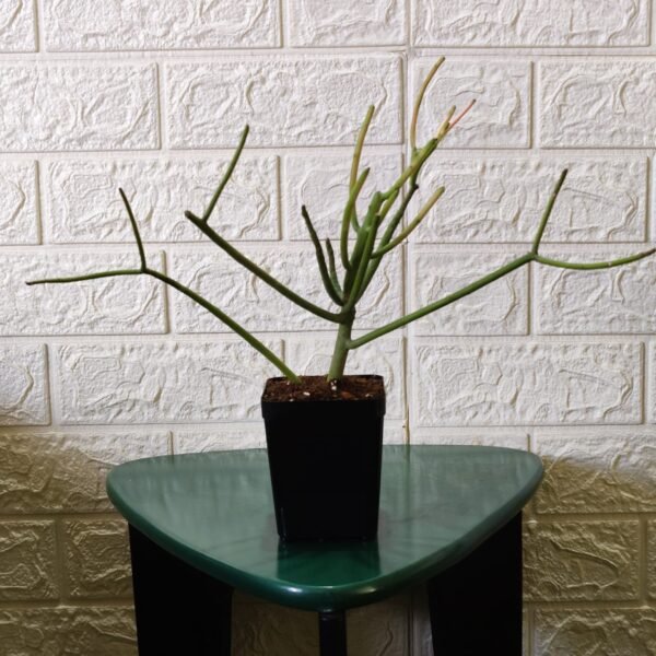 Euphorbia Tirucalli/ Fire Stick (Sticks on Fire/Red Pencil Cactus) Plant - Image 3