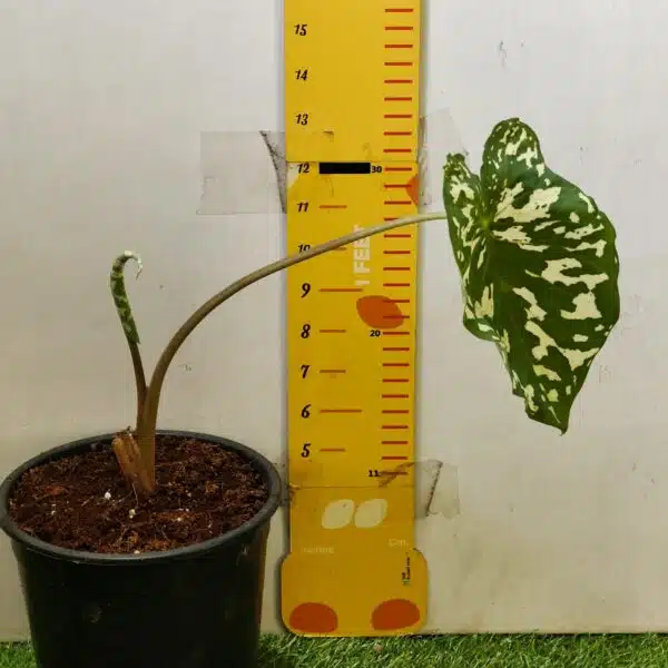 Caladium Praetermissum (Alocasia 'Hilo Beauty') - Image 4