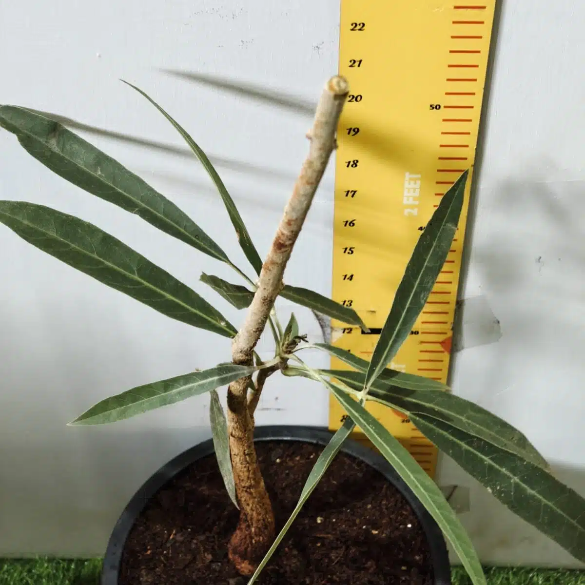 Tabebuia aurea (Tabebuia Argentea) Silver Golden Bell Trumpet tree - Image 9