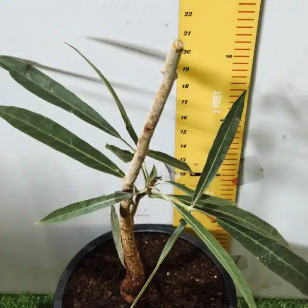 Tabebuia aurea (Tabebuia Argentea) Silver Golden Bell Trumpet tree - Image 9