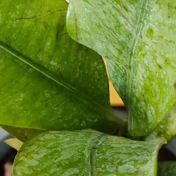Mangosteen (Garcinia Mangostana) Live Fruit Plants - Image 10