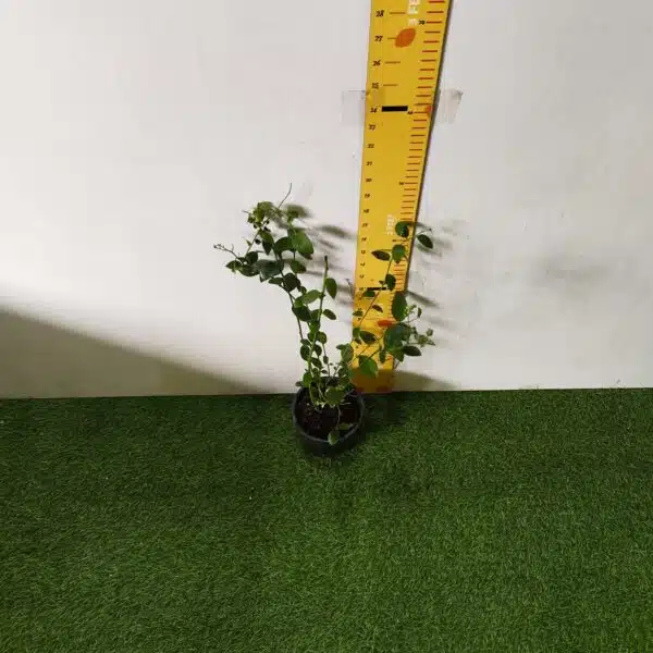 Blueberry Plant (Berryland Blue No.1) - Image 20