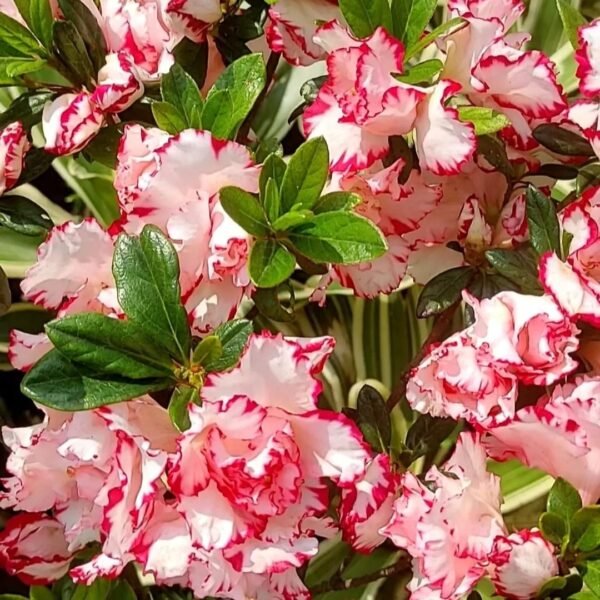 Azalea Day Spring - Image 2