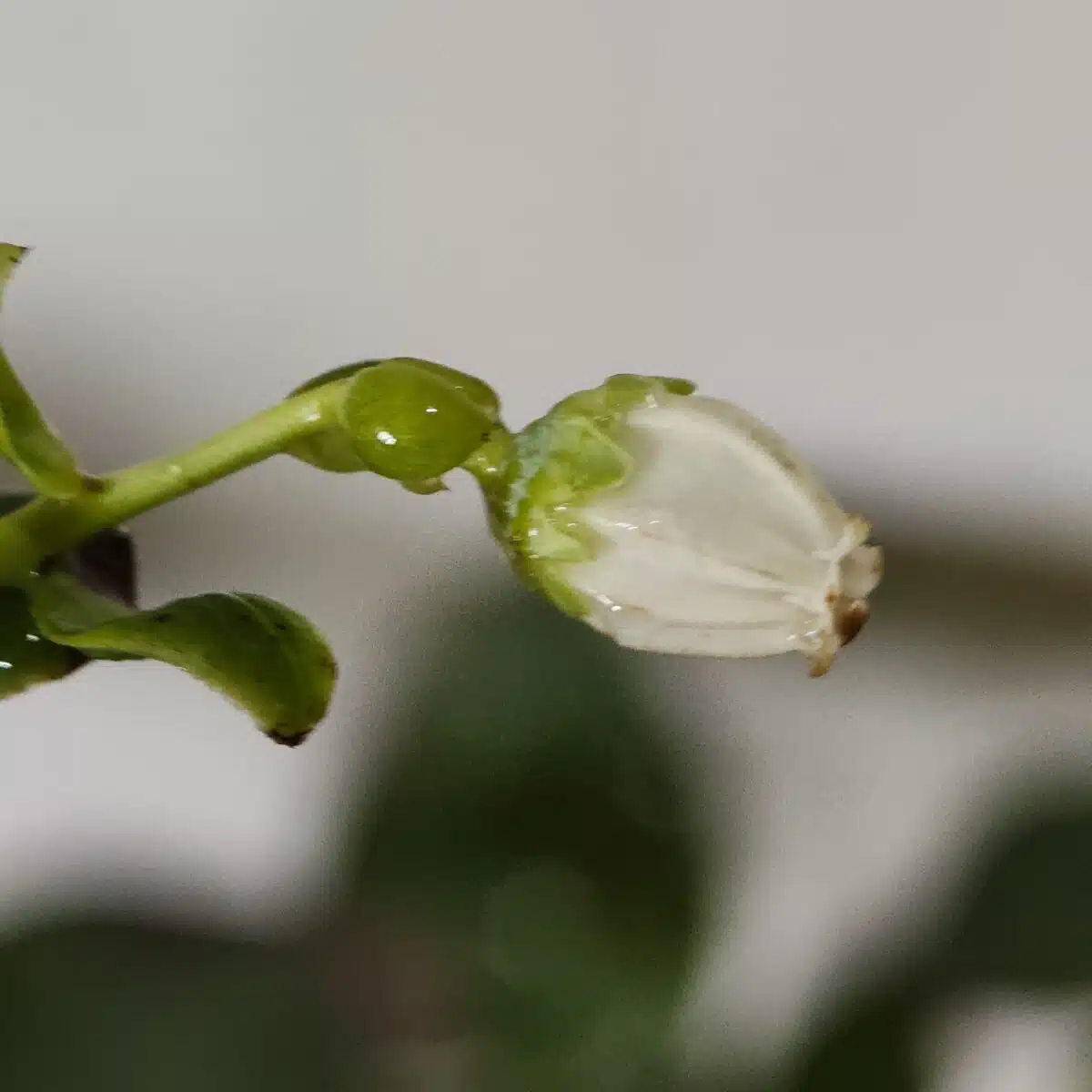 Blueberry Plant (Berryland Blue No.1) - Image 9