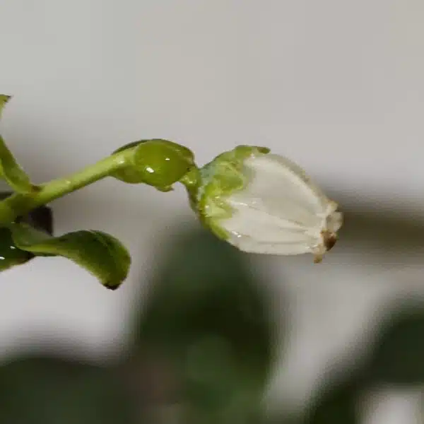 Blueberry Plant (Berryland Blue No.1) - Image 9