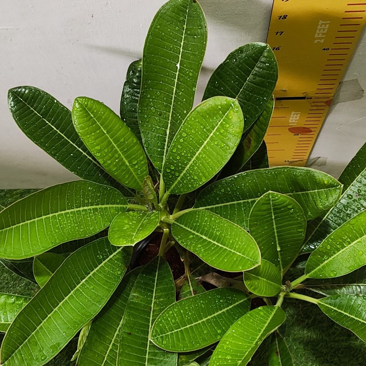 Evergreen Plumeria Pudica (White Frangipani) - Image 10