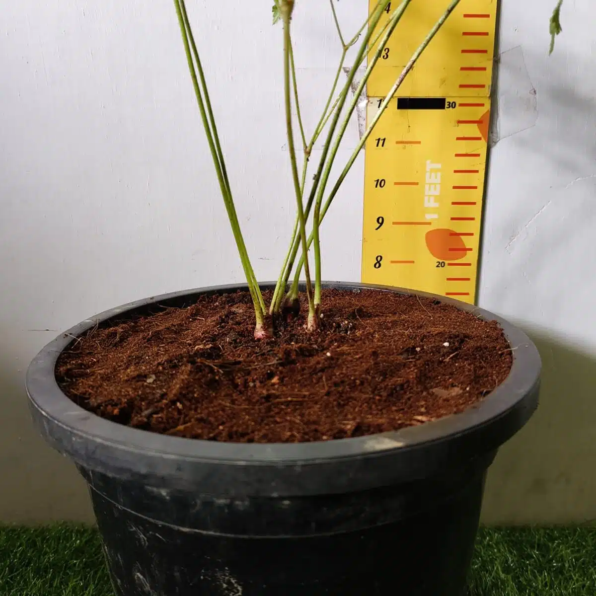 Astilbe (White) Flowering Plant - Image 10