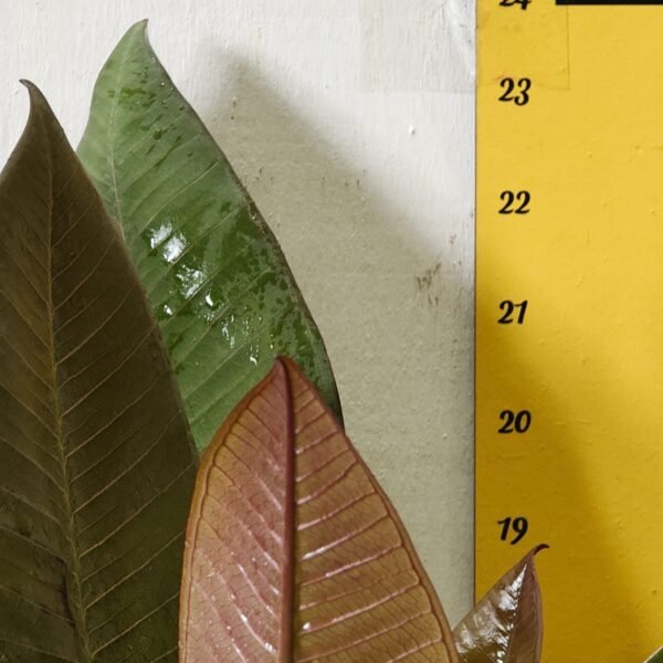 Red Plumeria/Frangipani flower/champa Plant - Image 5