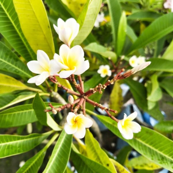 Plumeria White Yellow - Image 7