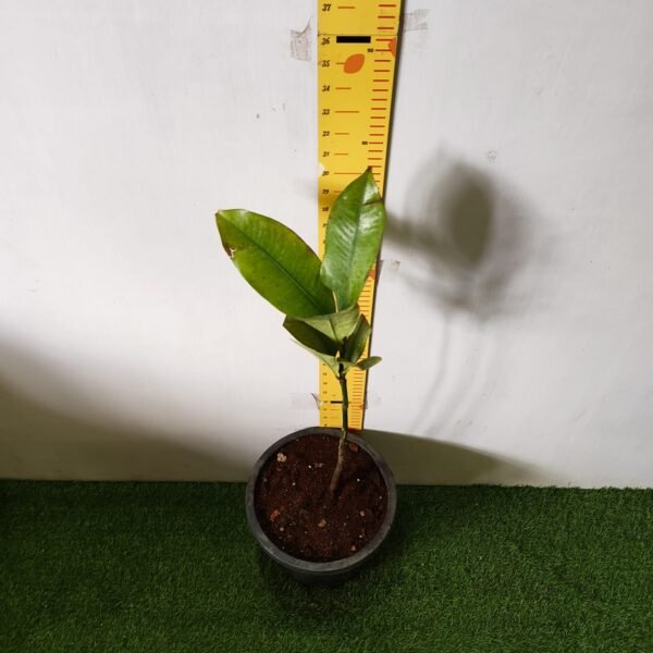 Mangosteen (Garcinia Mangostana) Live Fruit Plants - Image 18