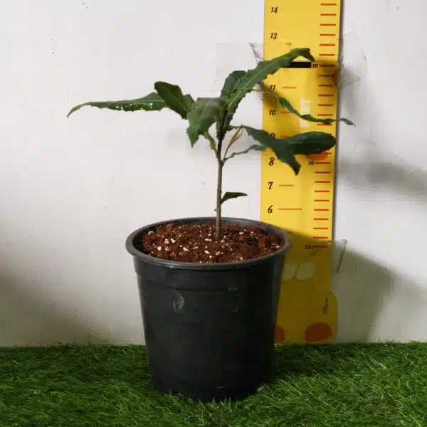 Macadamia Nut Tree Live Plant - Image 3