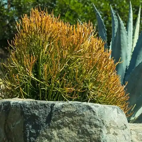 Euphorbia Tirucalli/ Fire Stick (Sticks on Fire/Red Pencil Cactus) Plant - Image 9