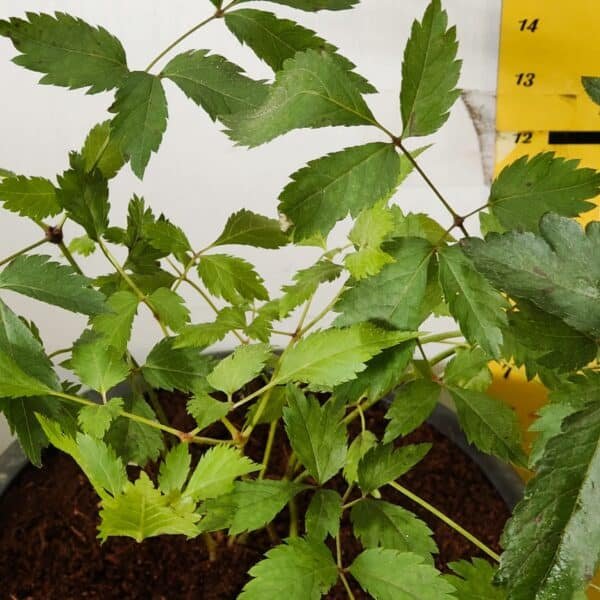 Astilbe (White) Flowering Plant - Image 5