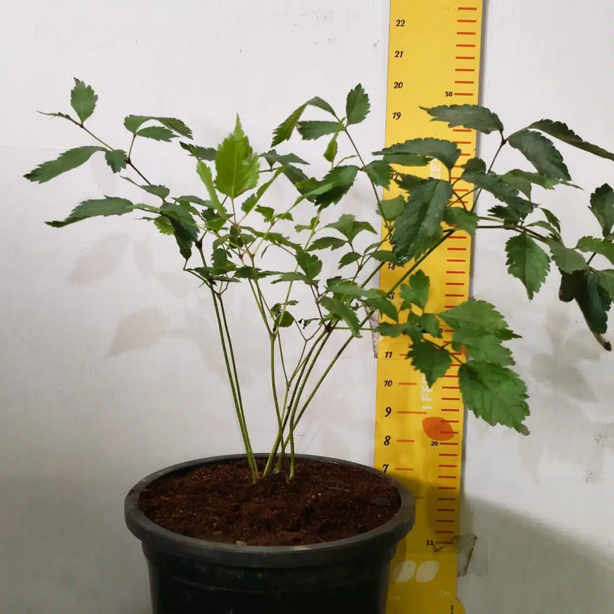 Astilbe (White) Flowering Plant - Image 3