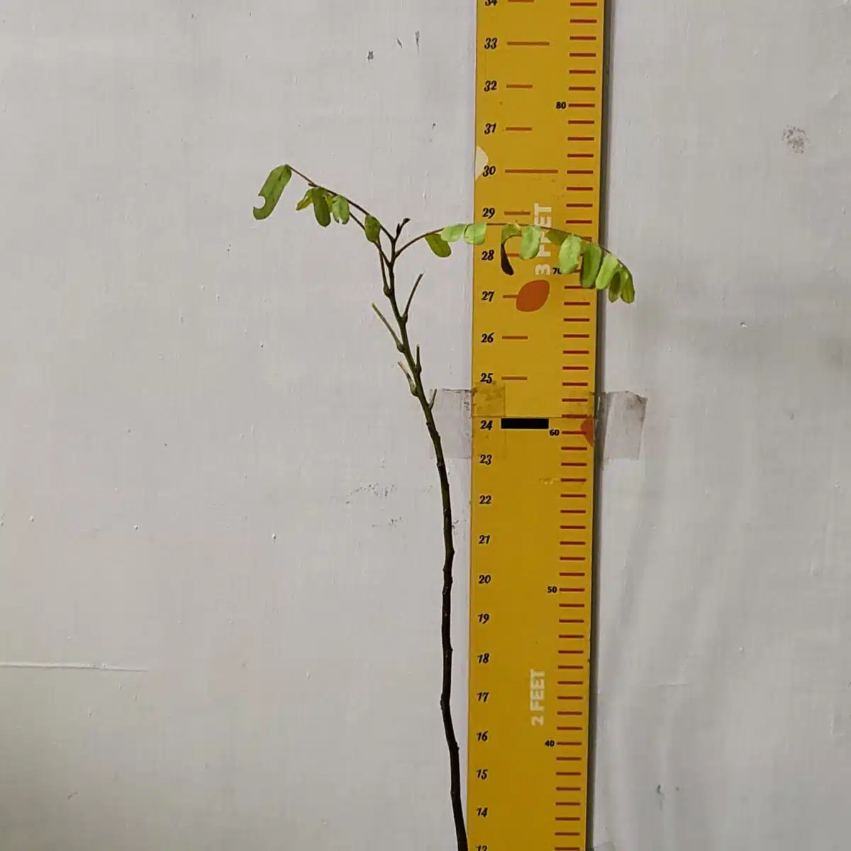 Cassia Javanica (pink shower, apple blossom, rainbow shower and Palawan cherry) Tree - Image 3