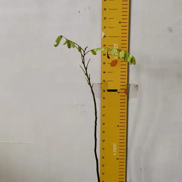 Cassia Javanica (pink shower, apple blossom, rainbow shower and Palawan cherry) Tree - Image 3