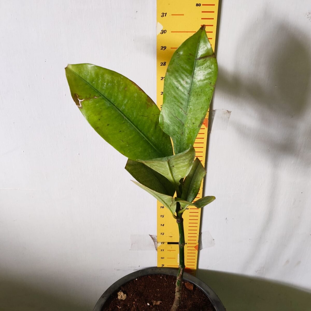 Mangosteen (Garcinia Mangostana) Live Fruit Plants - Image 20
