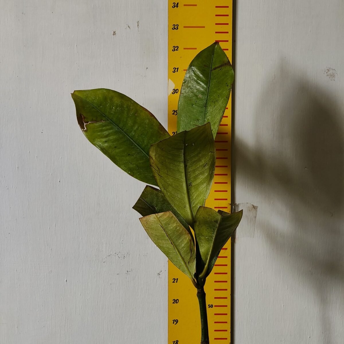 Mangosteen (Garcinia Mangostana) Live Fruit Plants - Image 4
