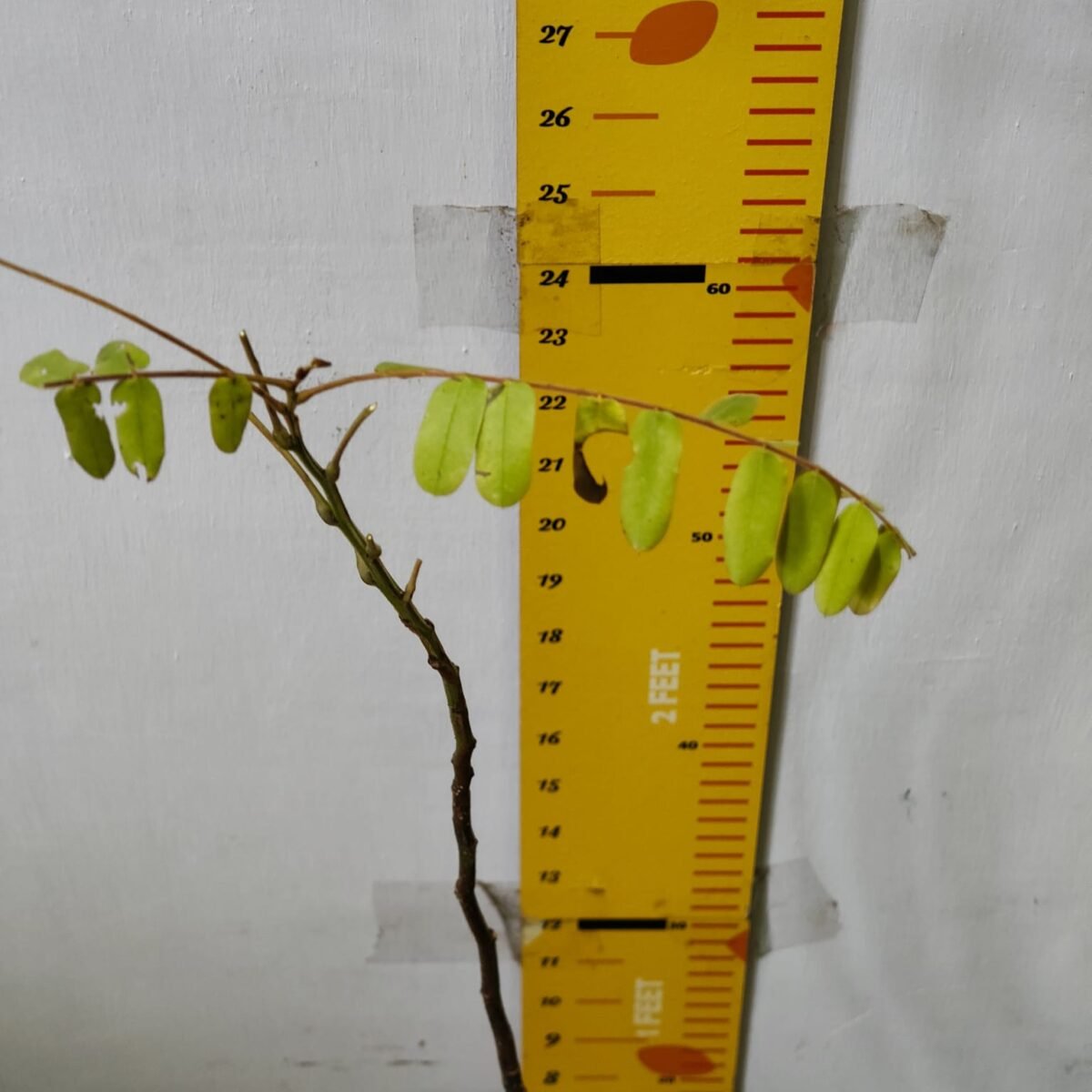 Cassia Javanica (pink shower, apple blossom, rainbow shower and Palawan cherry) Tree - Image 20