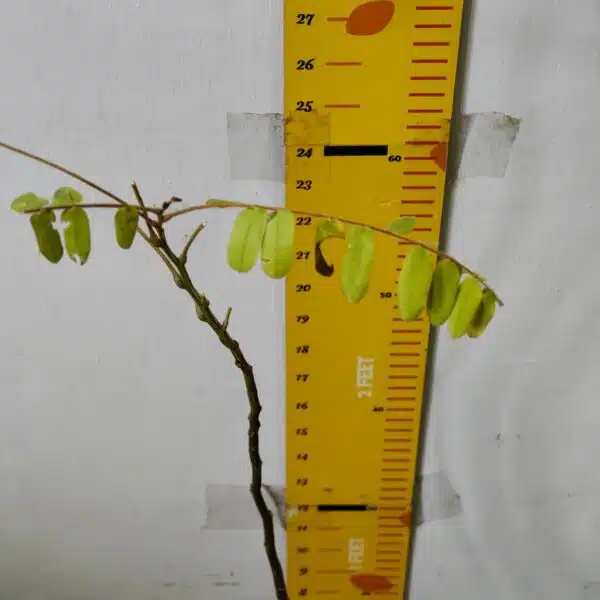 Cassia Javanica (pink shower, apple blossom, rainbow shower and Palawan cherry) Tree - Image 19