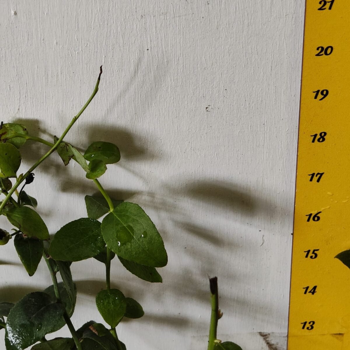 Blueberry Plant (Berryland Blue No.1) - Image 11