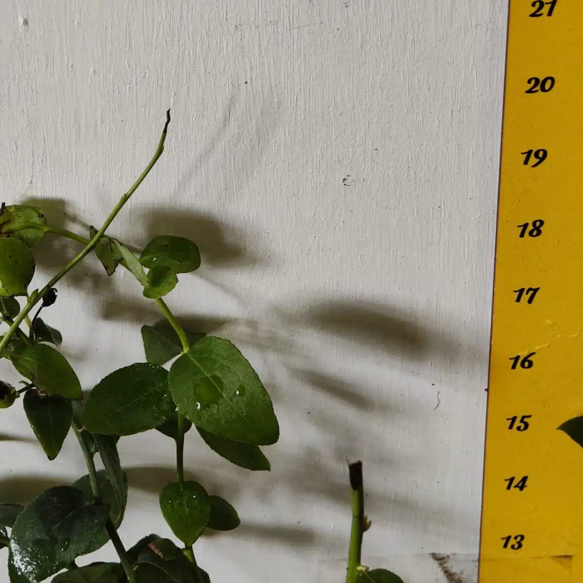 Blueberry Plant (Berryland Blue No.1) - Image 11