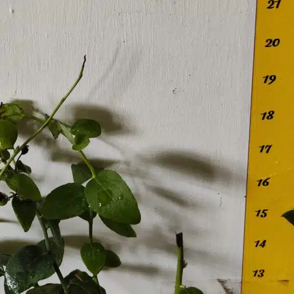 Blueberry Plant (Berryland Blue No.1) - Image 11