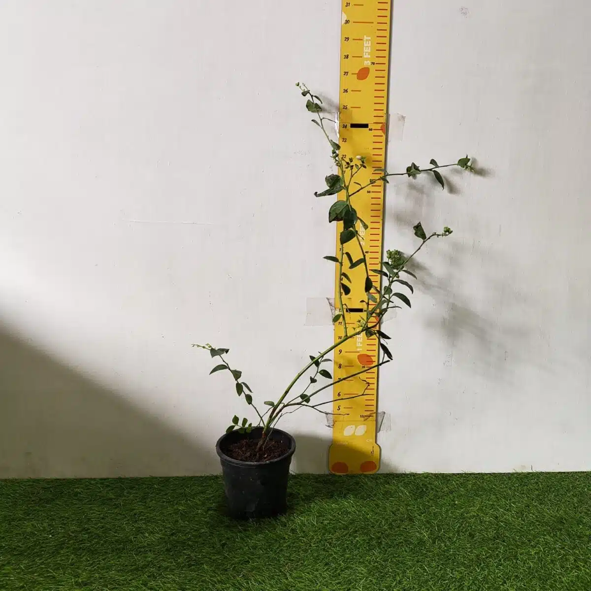 Blueberry Plant (Berryland Blue No.1) - Image 8