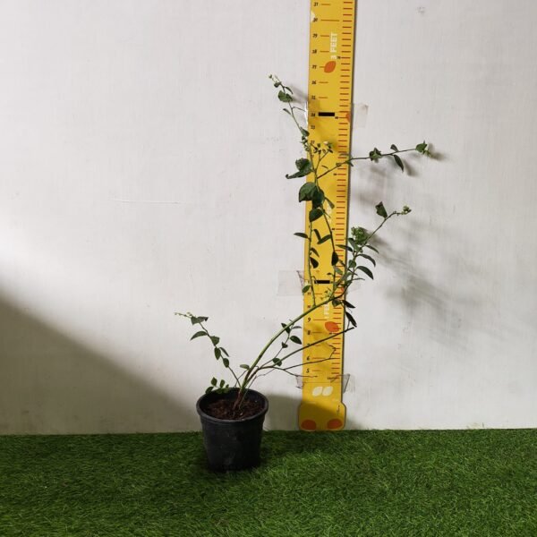 Blueberry Plant (Berryland Blue No.1) - Image 8