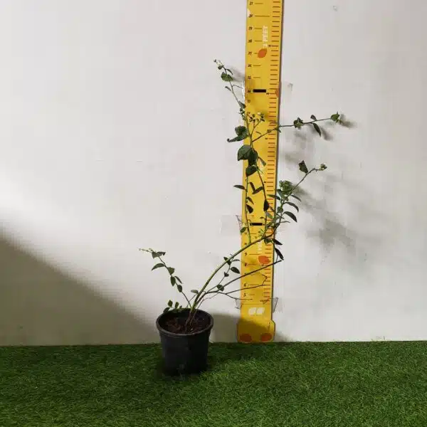 Blueberry Plant (Berryland Blue No.1) - Image 8