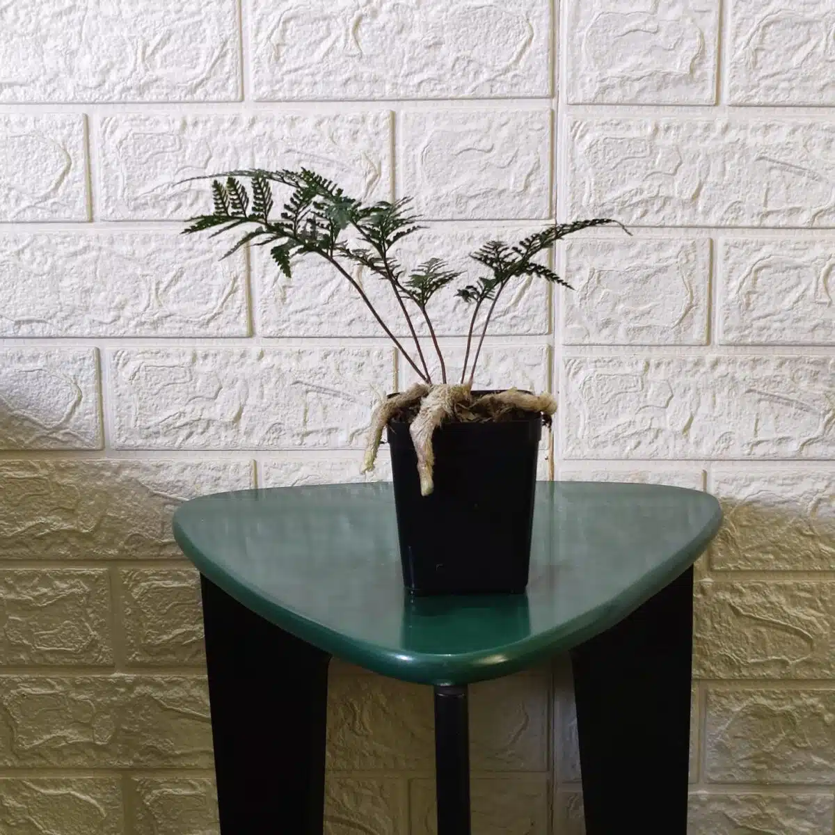 Rabbit's Foot Fern (Davallia fejeensis) - Image 2