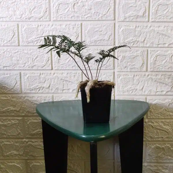 Rabbit's Foot Fern (Davallia fejeensis) - Image 2