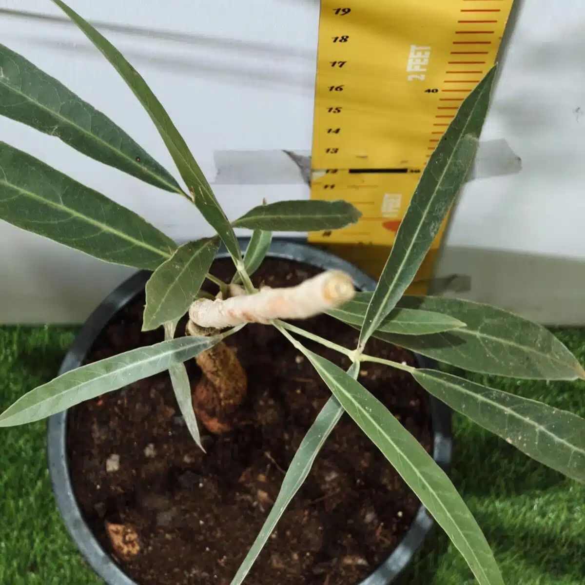 Tabebuia aurea (Tabebuia Argentea) Silver Golden Bell Trumpet tree - Image 12