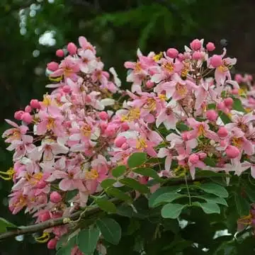 Cassia Javanica (pink shower, apple blossom, rainbow shower and Palawan cherry) Tree - Image 11
