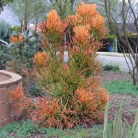 Euphorbia Tirucalli/ Fire Stick (Sticks on Fire/Red Pencil Cactus) Plant - Image 12