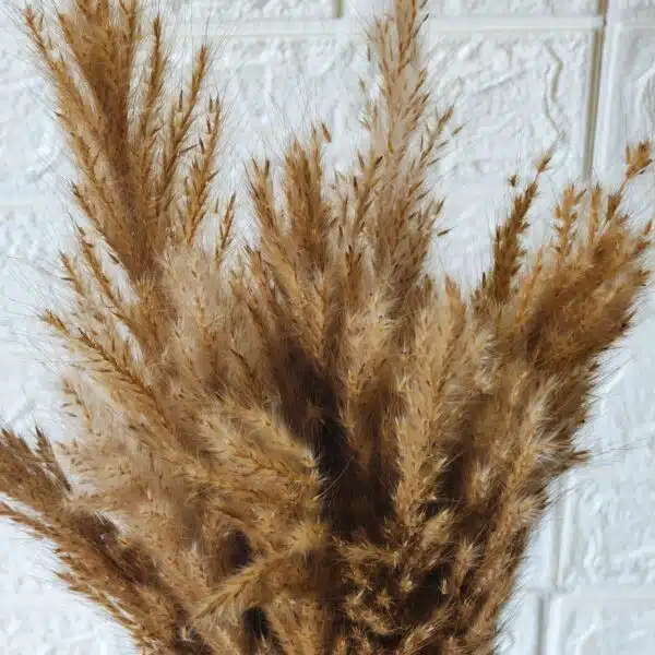 Golden Pampas Grass - Image 4