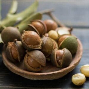 Macadamia Nut Tree Live Plant