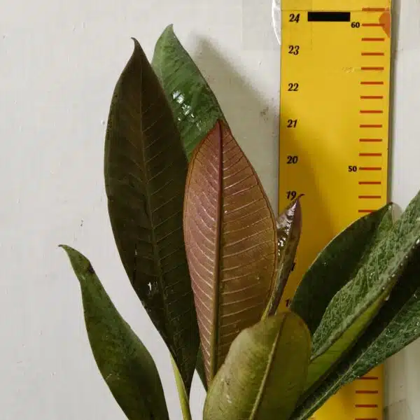 Red Plumeria/Frangipani flower/champa Plant - Image 4