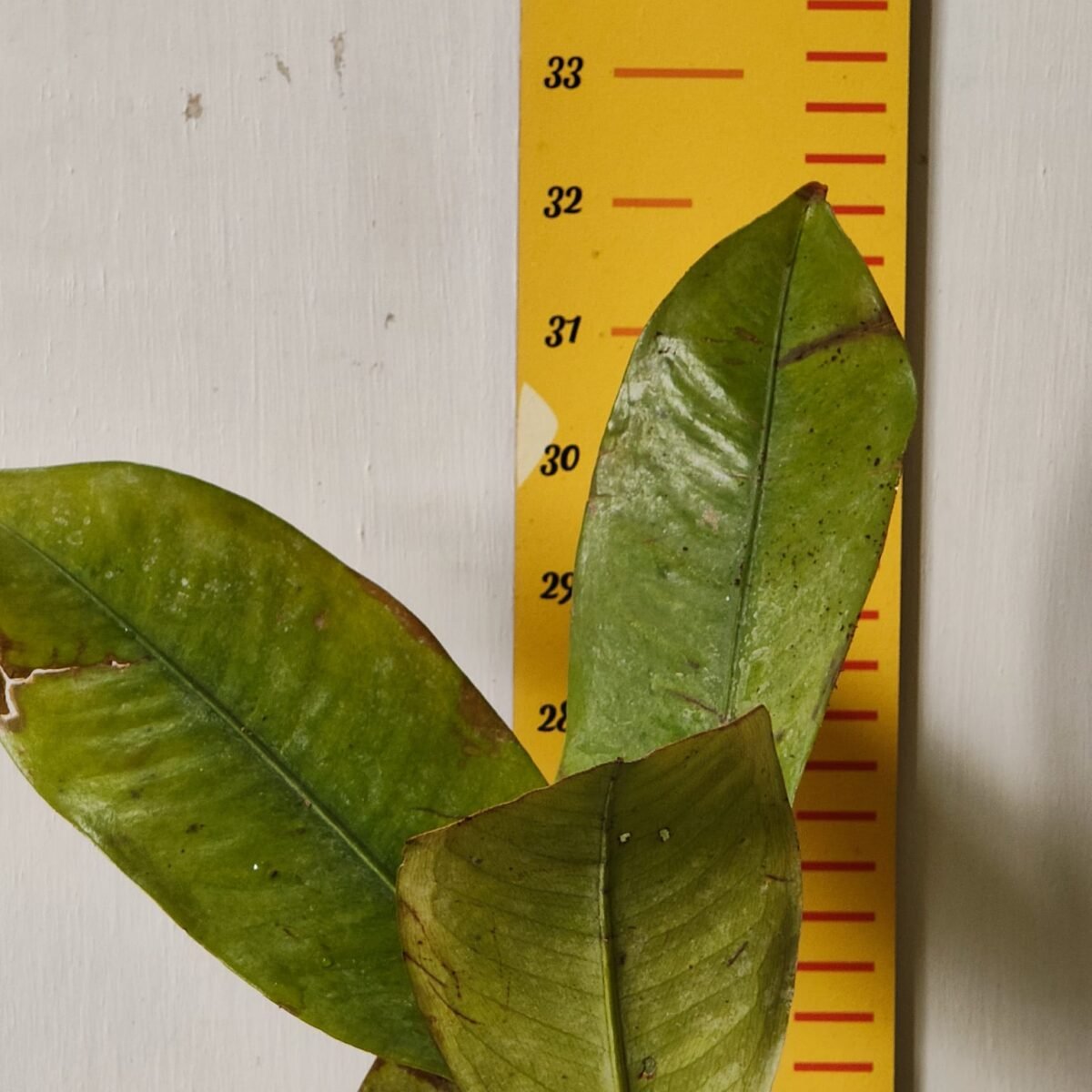 Mangosteen (Garcinia Mangostana) Live Fruit Plants - Image 5