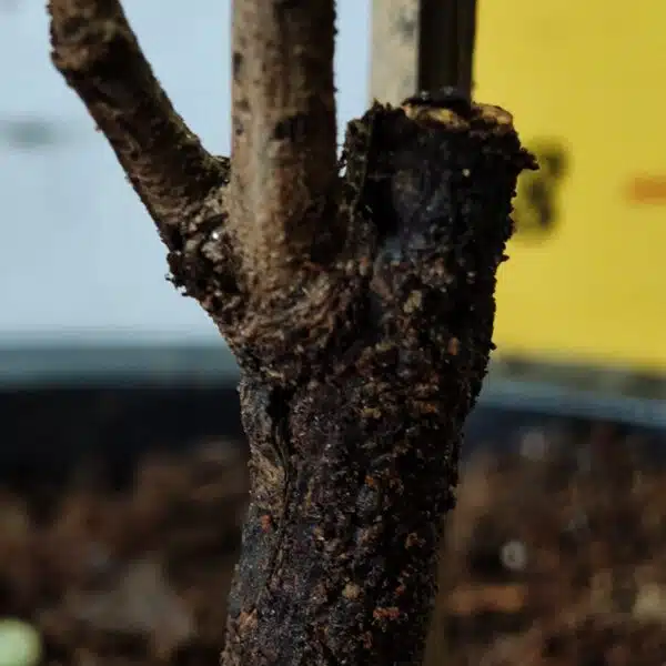 Rambutan (N18) Grafted Live Fruit Plant - Image 16