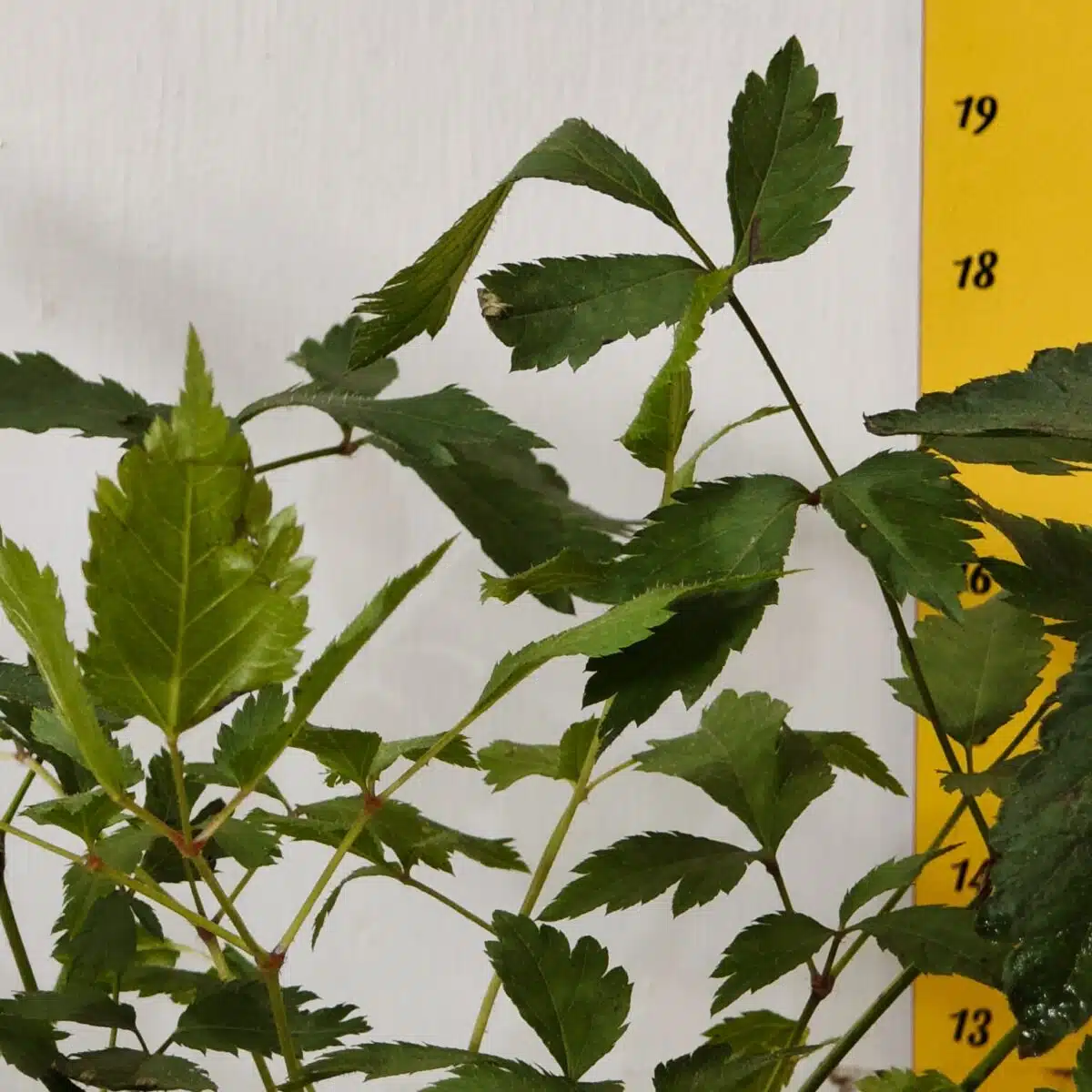 Astilbe (White) Flowering Plant - Image 6