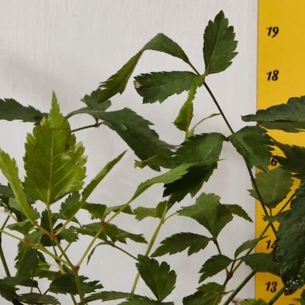 Astilbe (White) Flowering Plant - Image 6