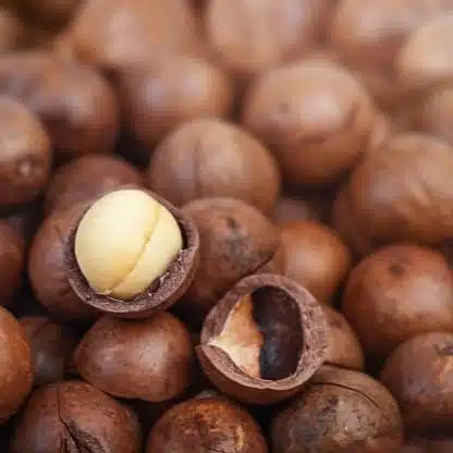 Macadamia Nut Tree Live Plant - Image 17