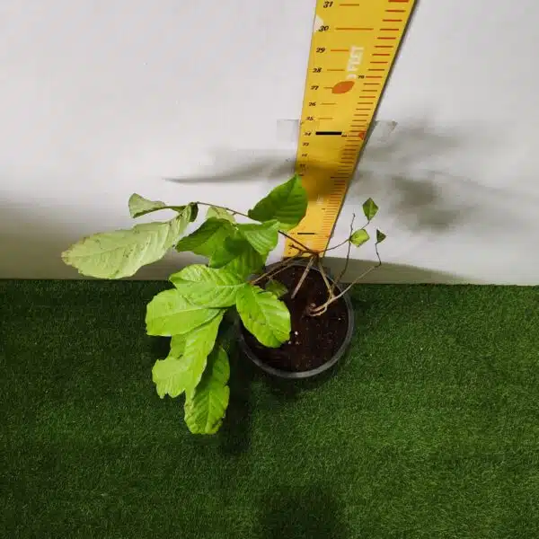 Rambutan (N18) Grafted Live Fruit Plant - Image 9