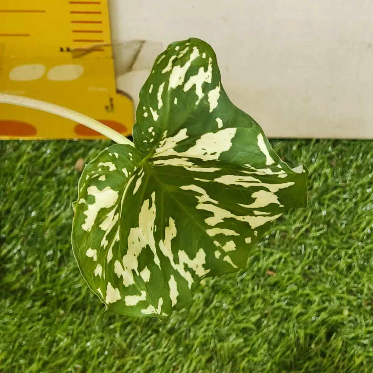 Caladium Praetermissum (Alocasia 'Hilo Beauty') - Image 8